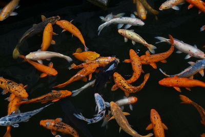 Close-up of koi carps swimming in pond