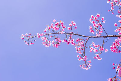 Low angle view of pink cherry blossom against blue sky