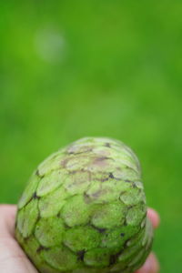 Close-up of apple holding fruit