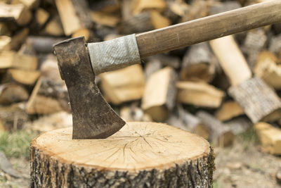 Close-up of log on wood in forest