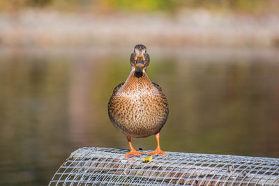 Mallard. close-up of bird perching on grid