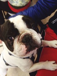Close-up of dog lying on sofa