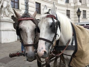 Horse cart in city, vienna, lipizzaner, coach 