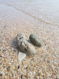 High angle view of crab on beach