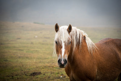 View of a horse on field