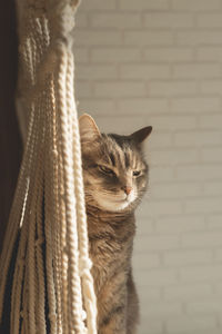 Gray domestic cat in white interior