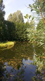 Reflection of trees in lake against sky