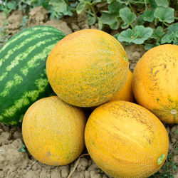 Close-up of oranges on plant