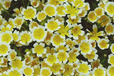 Close-up of yellow flowers blooming outdoors