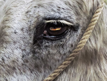 Close-up portrait of horse