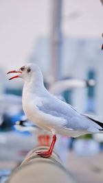 Close-up of seagull perching