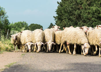 View of sheep walking on road