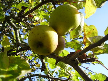 Low angle view of apple tree