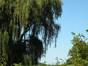 Low angle view of trees