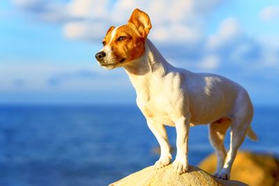 Jack russell terrier dog standing on a beachfront rock by the sicilian seaside on a fine summer day