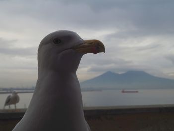 Close-up of seagull against sky