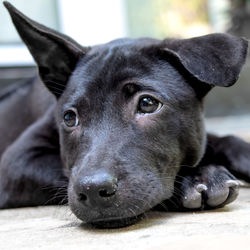 A black thai ridgeback puppy relaxing on the ground