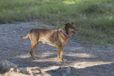 Dogs running on field