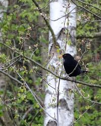 Bird perching on branch