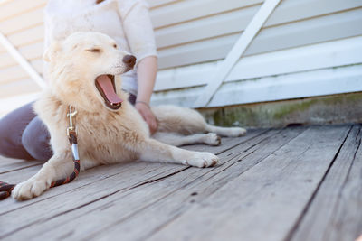 Photo of woman with yawning white dog on white wooden wall outdoors