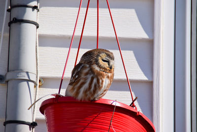 Close-up of bird perching on metal feeder