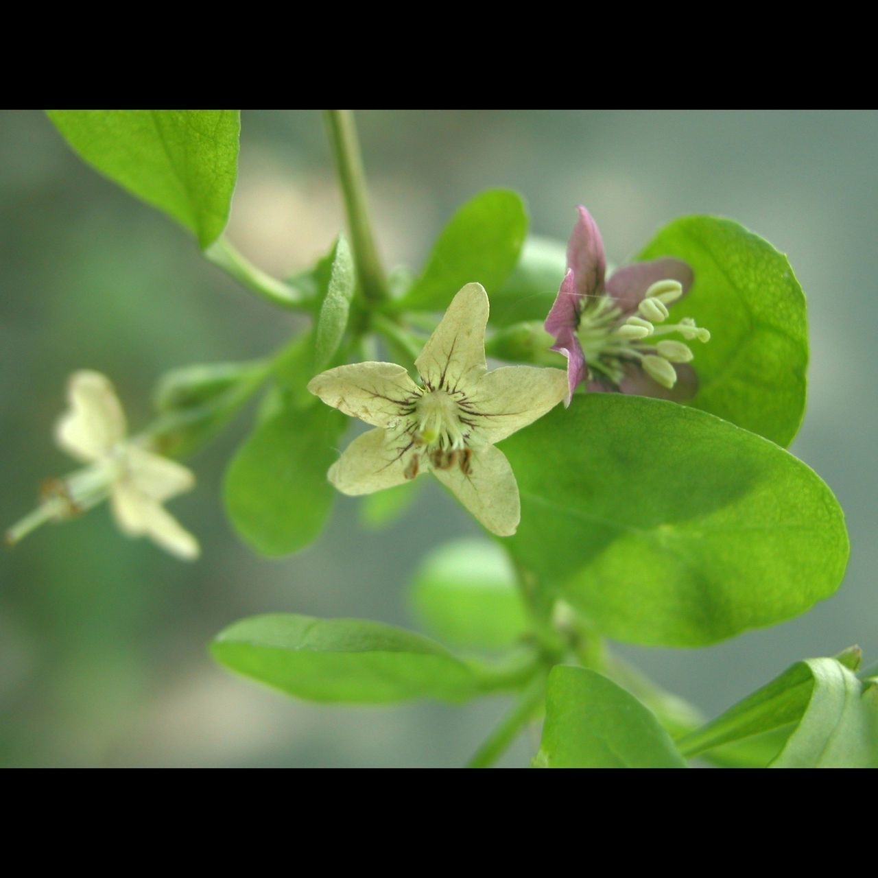 transfer print, flower, growth, freshness, leaf, close-up, fragility, auto post production filter, plant, nature, beauty in nature, petal, bud, focus on foreground, green color, flower head, stem, new life, botany, white color