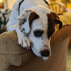 Close-up of dog looking away