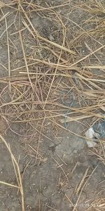High angle view of dry twigs on field