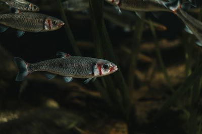 Fish swimming in sea