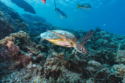 Green sea turtle pose close to the healthy coral reef in australia