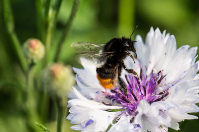 Close-up of bee on purple flower