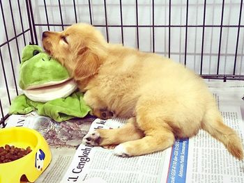 Close-up of dog on table