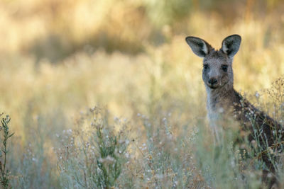 Portrait of a young eastern grey kangaroo in a field.