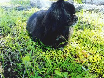 Monkey sitting on grass