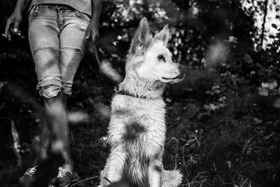 Close-up of dog sitting outdoors