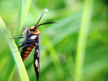 Close-up of insect on plant