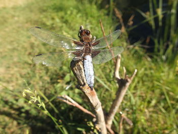 Close-up of dragonfly on plant