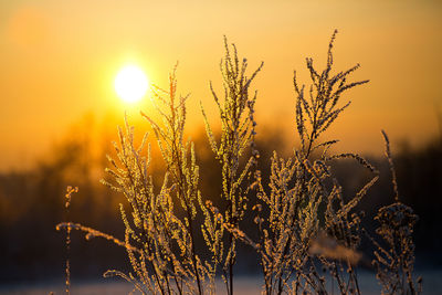 Close-up of wheat growing on field during sunset