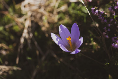 Close-up of purple crocus