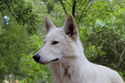 Close-up of a dog looking away