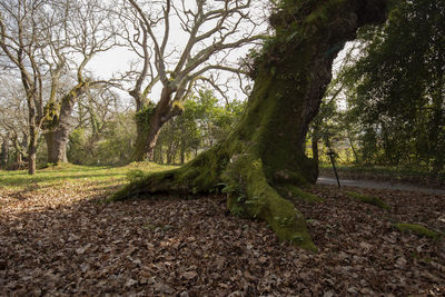 Trees on field in forest