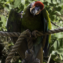 Close-up of parrot perching on branch