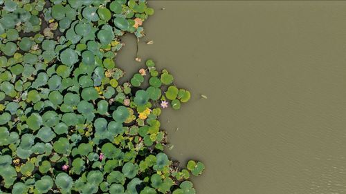 Close-up of green leaves