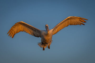 Low angle view of bird flying against clear sky