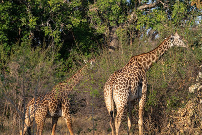 Giraffes on field