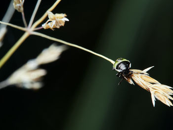 Macro of a bug on leaf