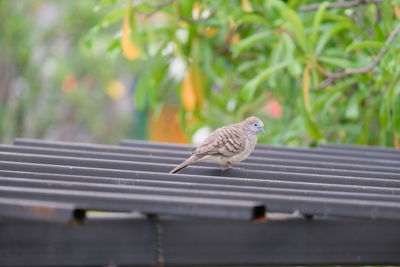 Close-up of bird perching on roof