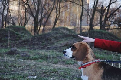 Cropped hand of woman pointing by dog against trees