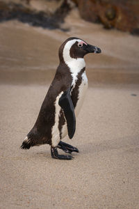 Side view of a bird on sand