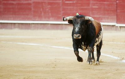 Close-up of goat in the dark